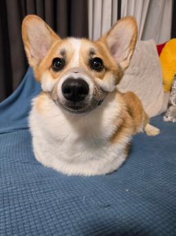 カピバラ