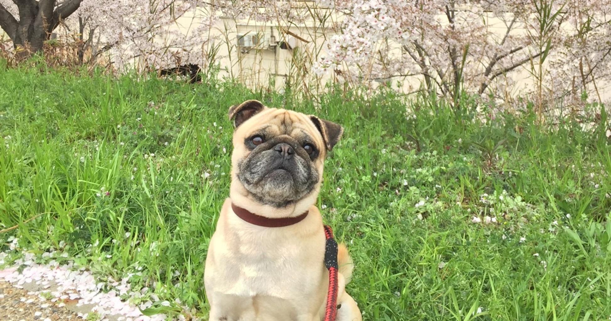 【犬好き必見！】 美容師さんの愛犬事情